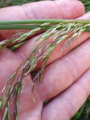 Poa kirkii