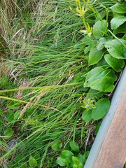 Poa kirkii