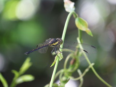 Agrionoptera longitudinalis biserialis