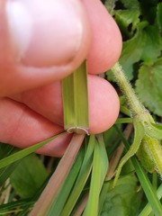 Poa kirkii