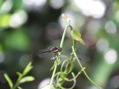 Agrionoptera longitudinalis biserialis
