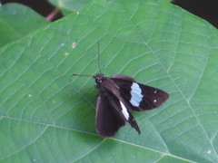 Notocrypta waigensis