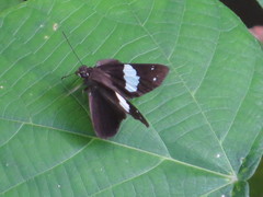 Notocrypta waigensis
