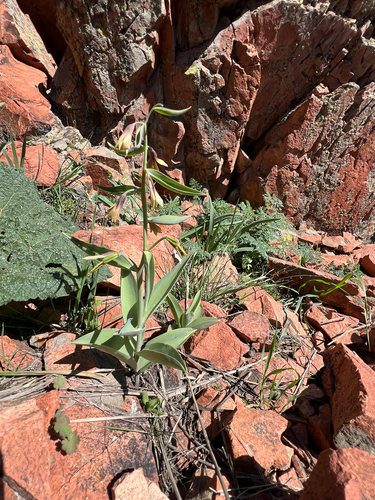Fritillaria sewerzowii, photograph 4