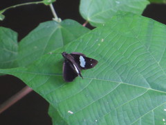 Notocrypta waigensis