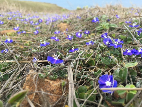 tropical speedwell