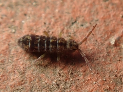 Isotomurus pseudopalustris