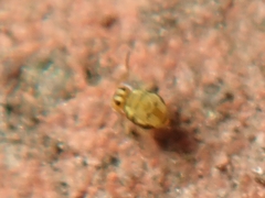 Sminthurinus elegans