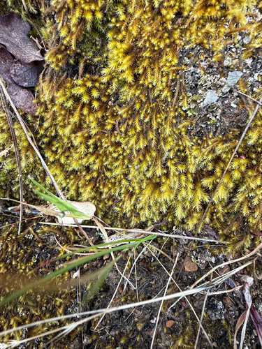 Anacolia menziesii, 2026-04-24