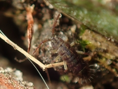 Isotomurus pseudopalustris