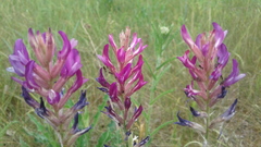 Astragalus varius