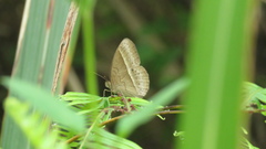 Mycalesis gotama nanda