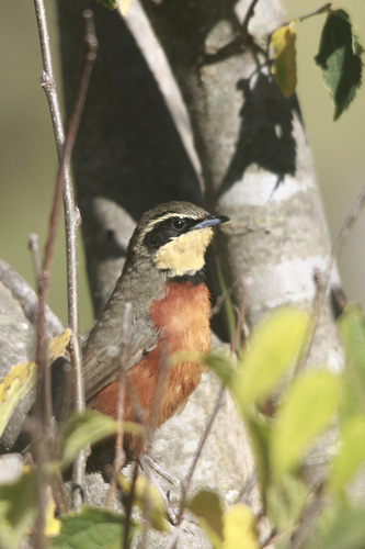 Olive-crowned Crescentchest (Melanopareia maximiliani)