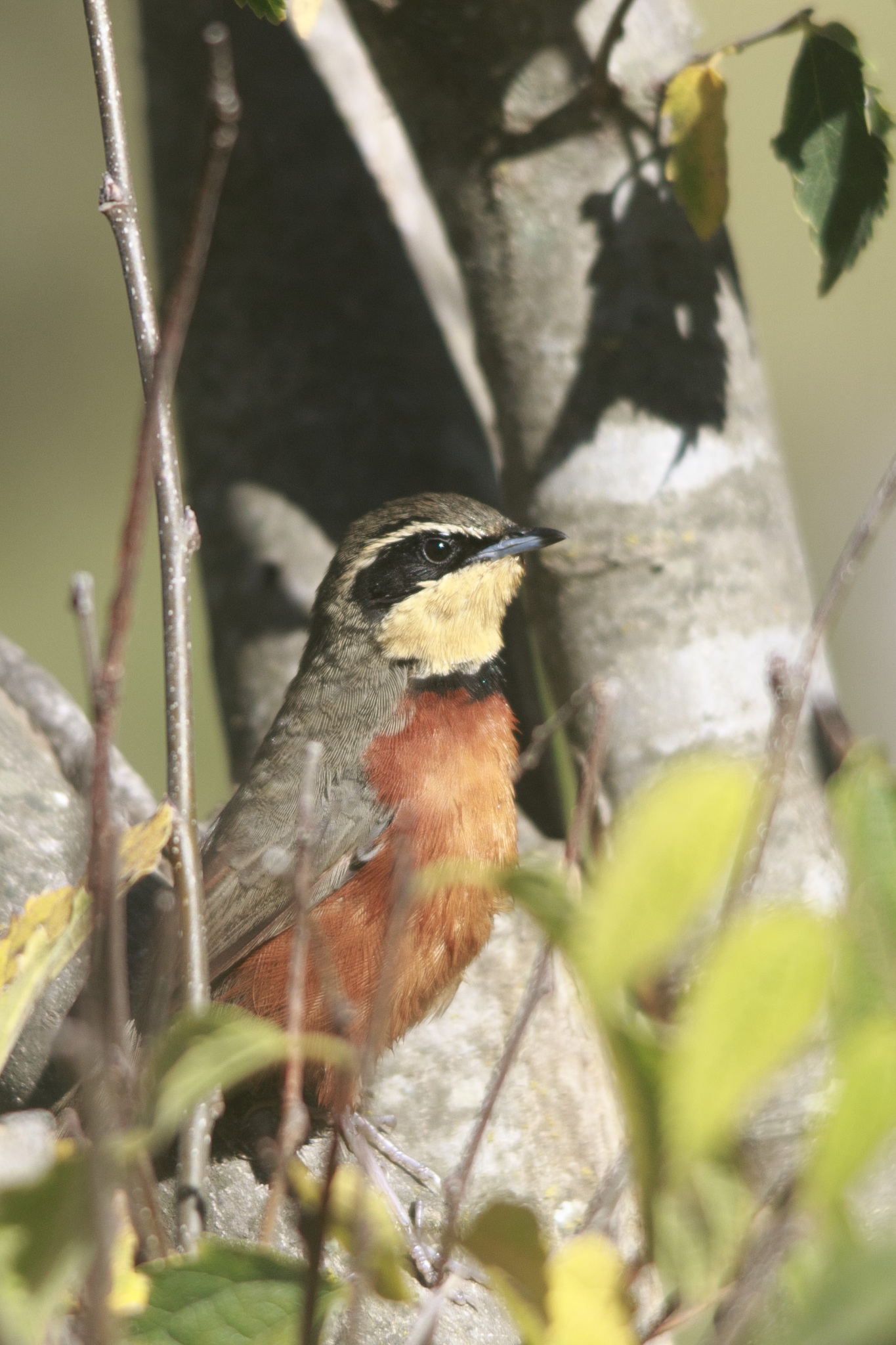 Olive-crowned Crescentchest (Melanopareia maximiliani), photo 1