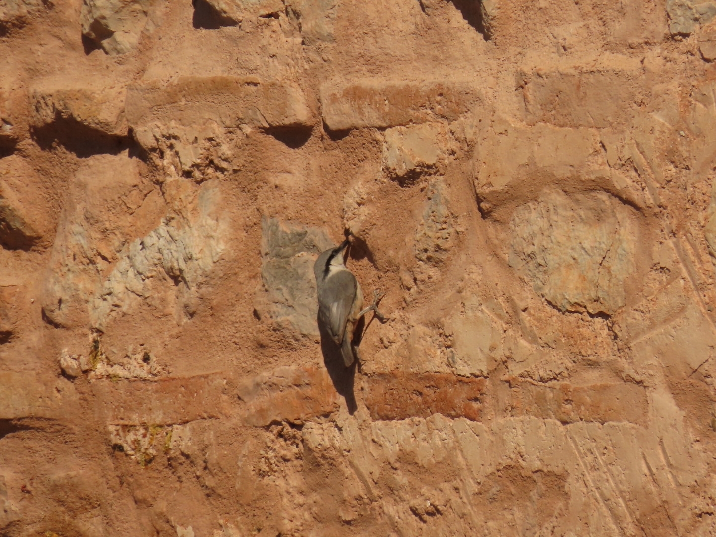 Western Rock Nuthatch (Sitta neumayer), photo 3