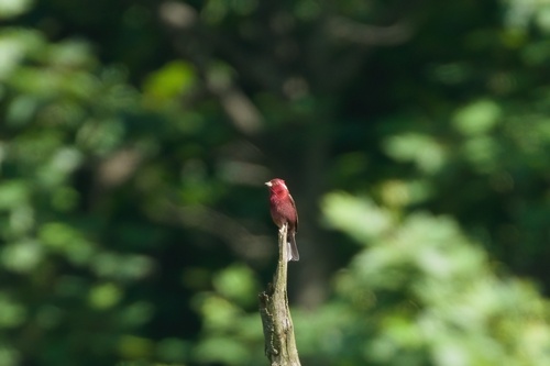 Vinaceous Rosefinch (Carpodacus vinaceus), photo 9