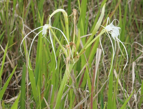 Hymenocallis liriosme, photograph 5