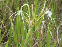 Hymenocallis liriosme, photograph (c) Rich Sommer, some rights reserved (CC BY)