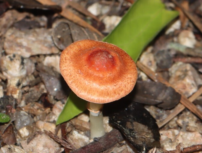 Leucoagaricus rubrotinctus · April 2026 · photo: © rich451 (iNaturalist, cc-by)