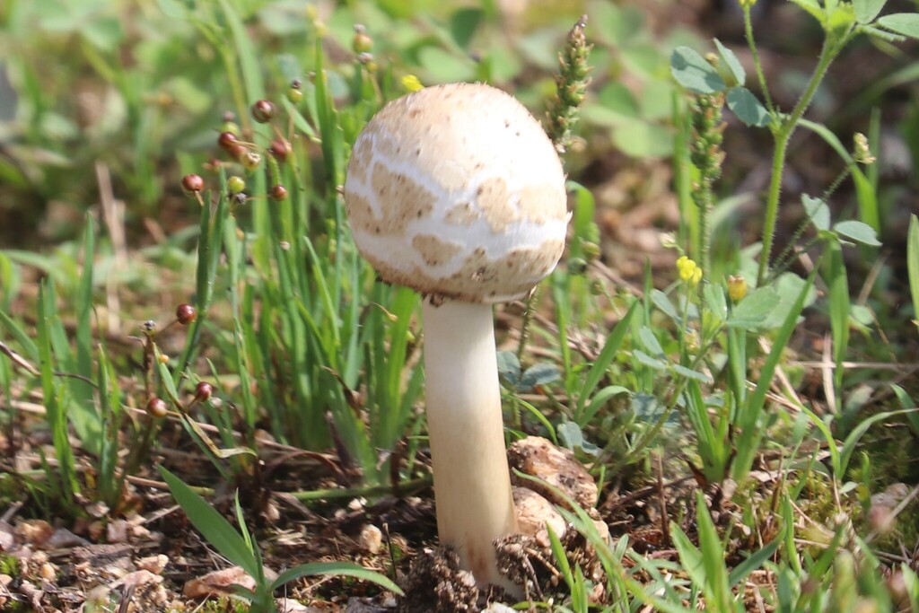 Chlorophyllum molybdites · April 2026 · photo: © rich451 (iNaturalist, cc-by)