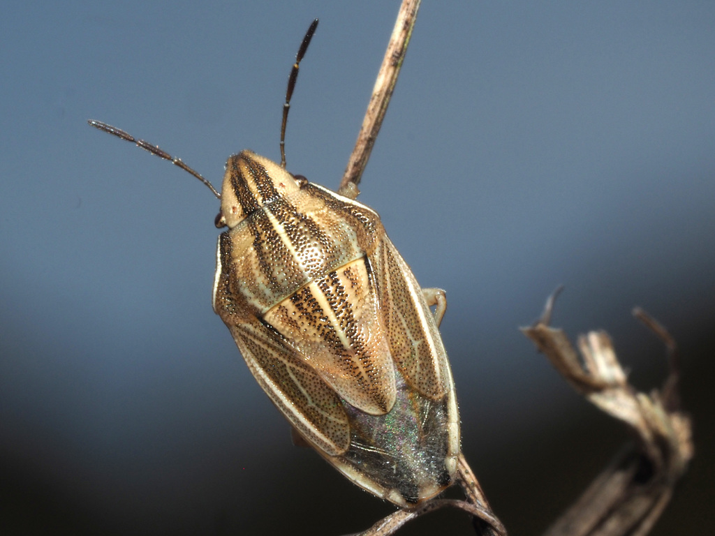 Bishop's Mitre Shield Bug