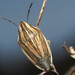 Bishop's Mitre Shield Bug - Photo (c) Felix Riegel, some rights reserved (CC BY-NC), uploaded by Felix Riegel