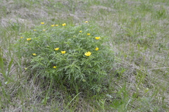 Adonis volgensis