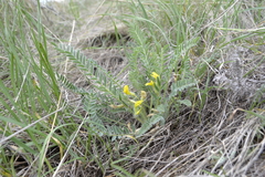 Astragalus buchtormensis