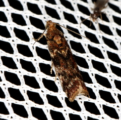 Ephestiopsis oenobarella