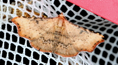 Corgatha dipyra