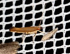 Glaphyristis marmarea