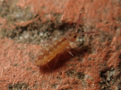 Isotomurus maculatus