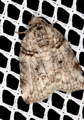 Garella vallata