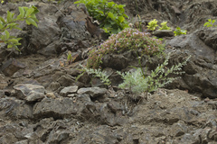 Artemisia schmidtiana