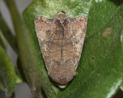 Athetis stellulata