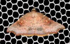 Corgatha omopis