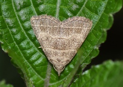 Herminia annulata