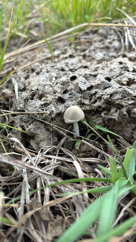 iNaturalist observation photo of Agaricineae
