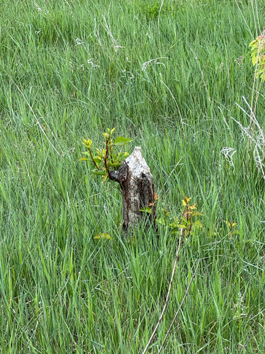 animal observation 2