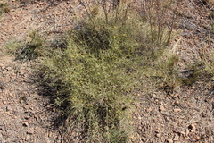 Aspalathus acuminata