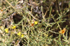 Aspalathus acuminata