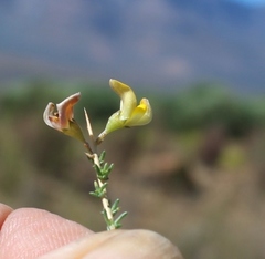 Aspalathus acuminata