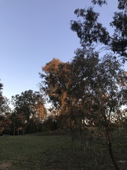 Polytelis swainsonii