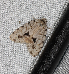 Thallarcha macilenta