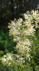 Thalictrum flavum