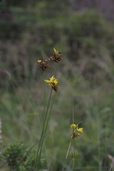 Bobartia orientalis