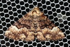 Aporoctena scierodes