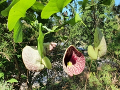 Aristolochia littoralis