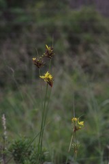 Bobartia orientalis
