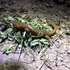 Hynobius quelpaertensis